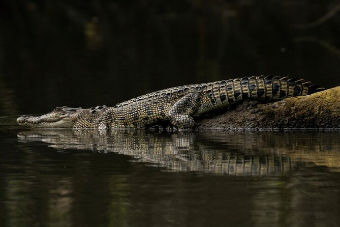 3B Daintree Rainforest, Mossman Gorge, Crocodile Wildlife Cruise
