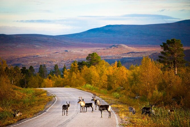 4 Day Northern Lapland Nature Trip