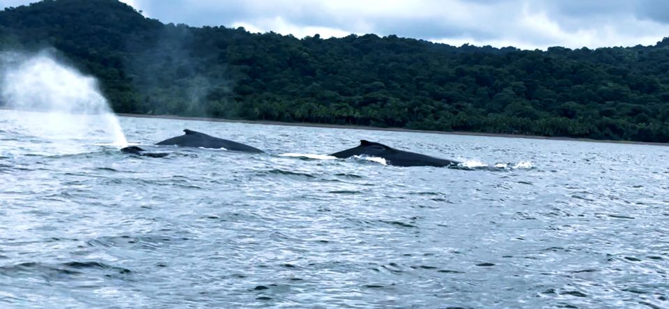 1 4 days adventure medellin to nuqui whales 4 Days Adventure; Medellin to Nuqui- Whales!!!