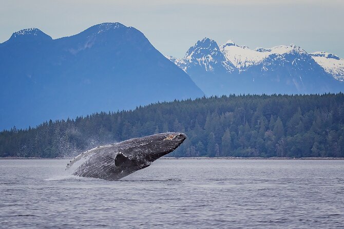 4 Hour Morning Whale Watching Tour - Additional Information