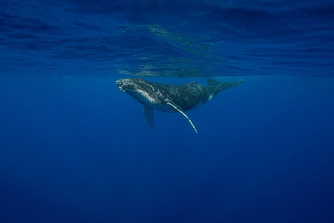 4 Hours of Humpback Whale Watching in Tahiti