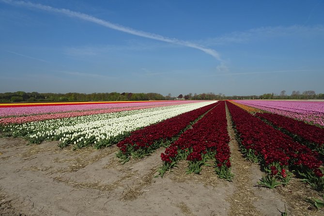 4 Hours Private Tour of the Flourishing Flowerfields by Car or Minivan