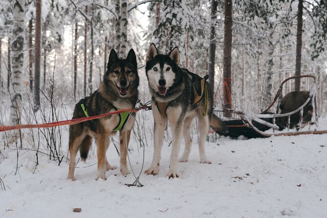 4 Km Husky Sleigh Ride in Rovaniemi
