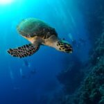 1 6 dive package at ras mohamed and tiran strait 6 Dive Package at Ras Mohamed and Tiran Strait