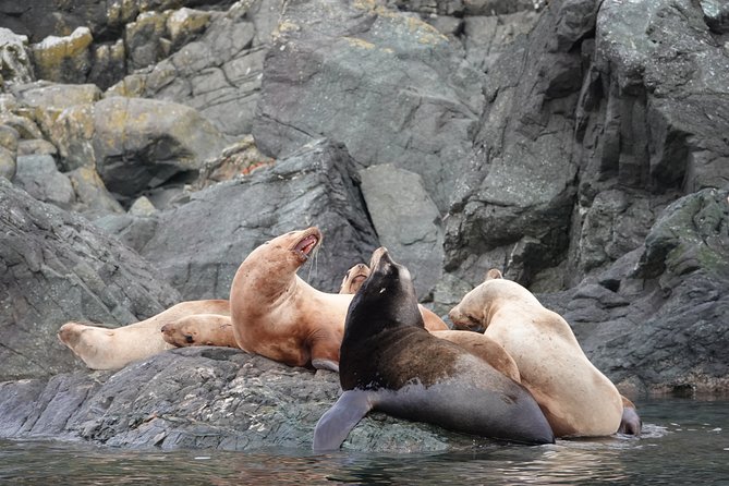 6 Hour Covered Boat Whale Watching Tour