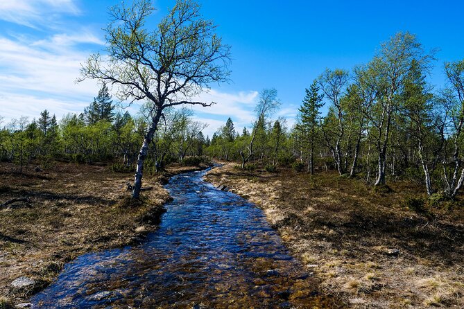 1 6 hour efatbiking in taiga forest 6-Hour Efatbiking in Taiga Forest