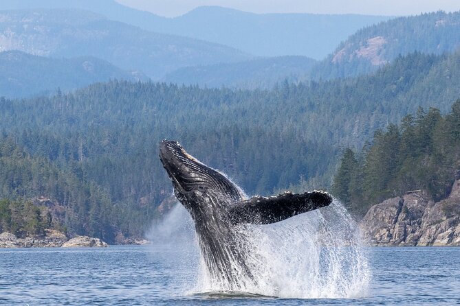6 Hour Whale Watching Tour With Lunch Included