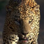 1 7 hour safari tour yala national park 4 30 am to11 30 am 7-Hour Safari Tour Yala National Park - 4.30 Am To11.30 Am