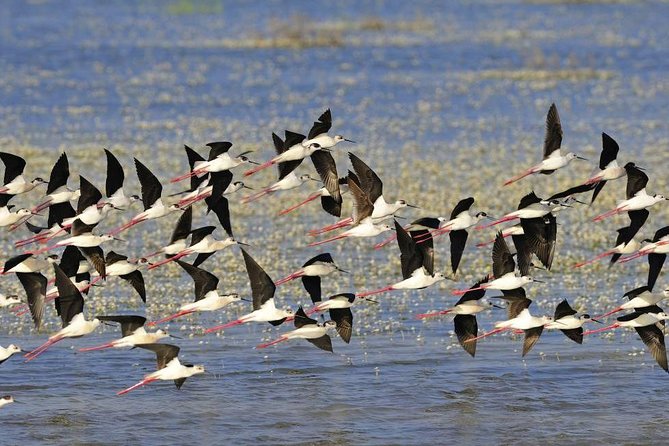 A Day Through the Doñana National Park and the Village of Rocio