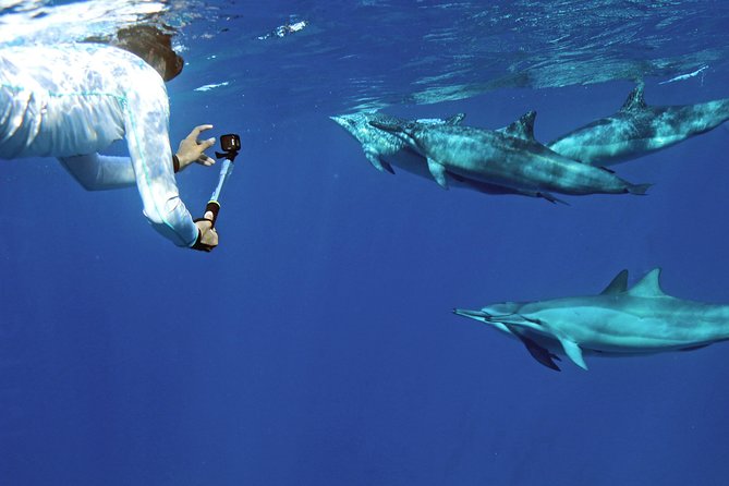 1 a legal private dolphin swim with sea slide upto 15 passengers A Legal Private Dolphin Swim With Sea-Slide, Upto 15 Passengers