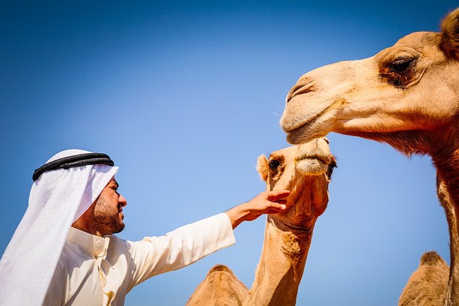 1 abu dhabi 4 hour morning desert safari with camel ride and sandboarding Abu Dhabi: 4-Hour Morning Desert Safari With Camel Ride and Sandboarding