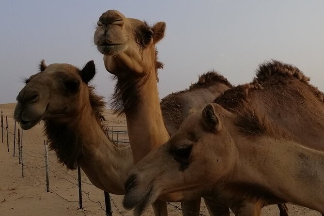 Abu Dhabi: 7-Hours Desert Safari With BBQ, Camel Ride & Sandboarding