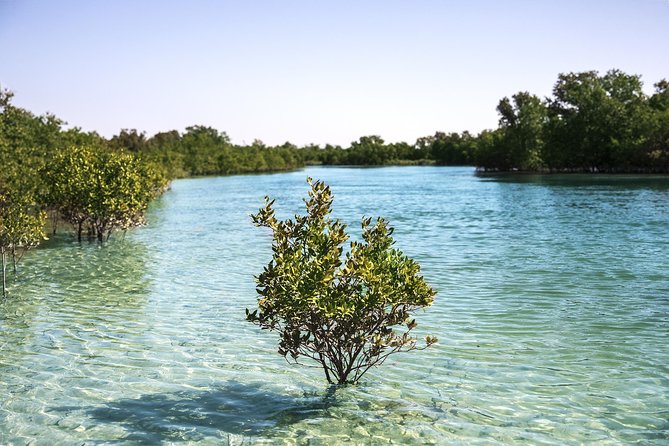Abu Dhabi Eastern Mangrove Lagoon National Park Kayaking – Guided Tour