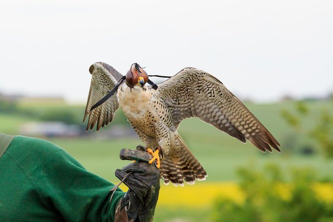 Abu Dhabi Falcon Hospital Tour