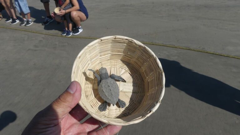 Acapulco: Baby Sea Turtle Release Experience With Pickup