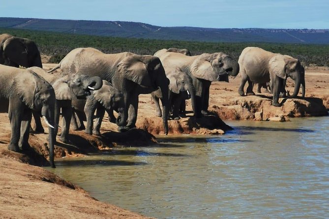 Addo Elephant National Park Private Game Drive Experience  – Port Elizabeth