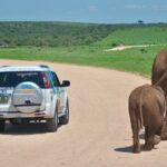 1 addo elephant park safari shore excursion from port elizabeth Addo Elephant Park Safari & Shore Excursion From Port Elizabeth