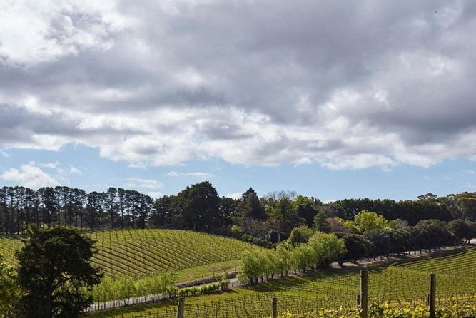 Adelaide Hills Full Day Winery Tour With Tastings