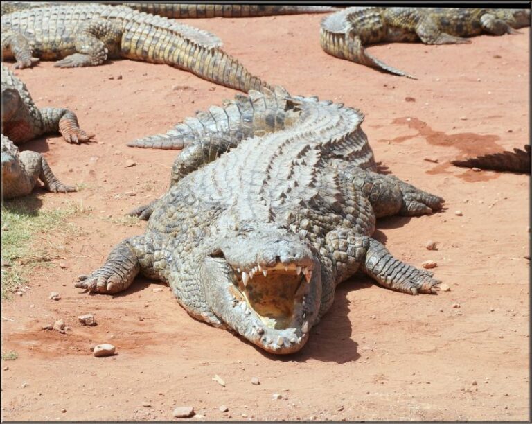 Agadir: Agadir Crocodile Park Adventure