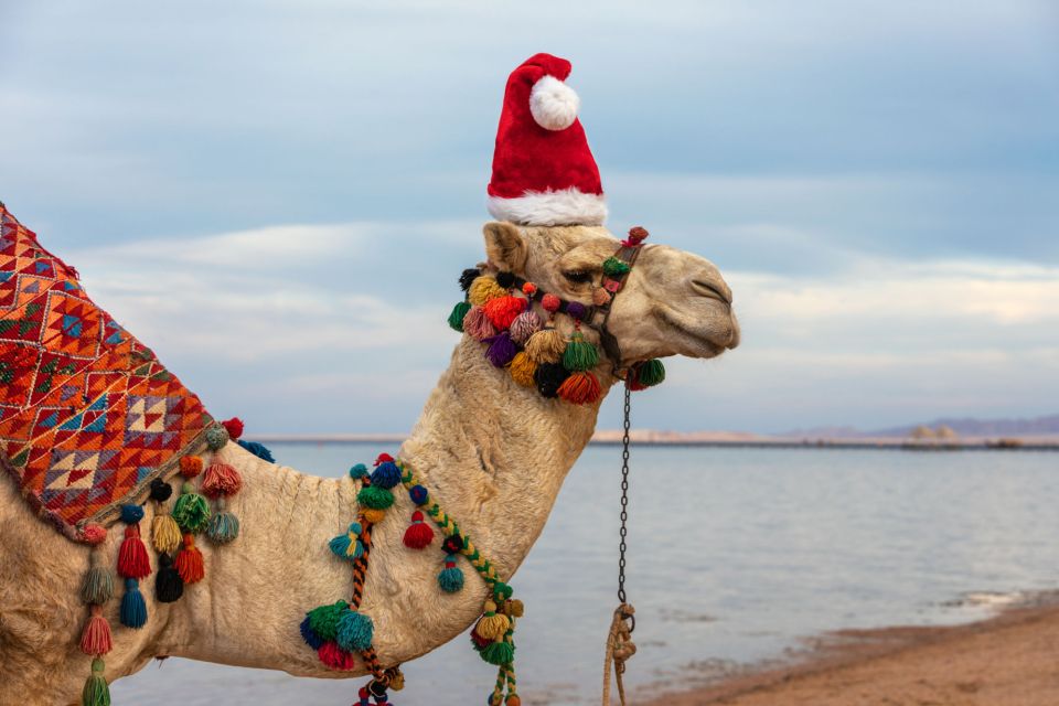 1 agadir camel ride with tea bbq dinner option Agadir: Camel Ride With Tea & BBQ Dinner Option