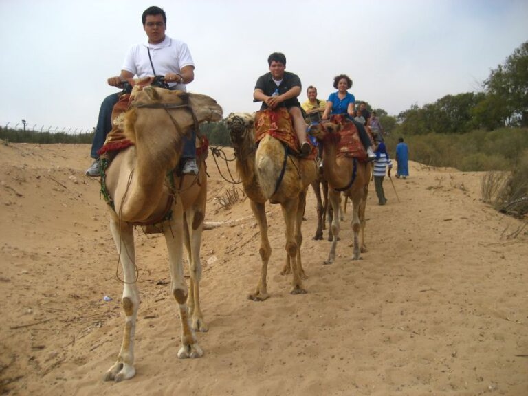 Agadir: Flamingo River Camel Ride W/Optional BBQ