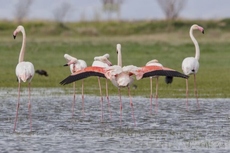 Agadir: Flamingo River Camel Ride With Optional BBQ Dinner