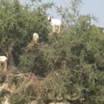1 agadir goat on trees crocodile park including hotelpickup Agadir: Goat on Trees & Crocodile Park Including Hotelpickup