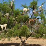 1 agadir goat on trees crocodile park including hotelpickup 5 Agadir: Goat on Trees & Crocodile Park Including Hotelpickup