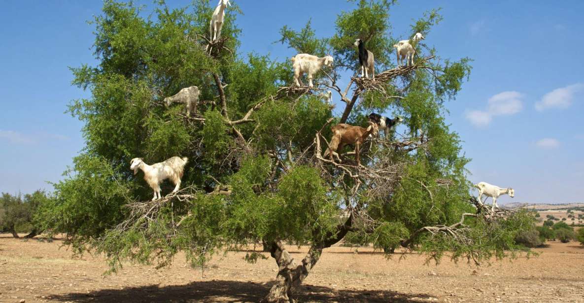 1 agadir goat on trees crocodile park including hotelpickup 5 Agadir: Goat on Trees & Crocodile Park Including Hotelpickup