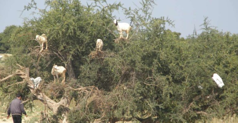 Agadir: Goat on Trees & Crocodile Park Including Hotelpickup