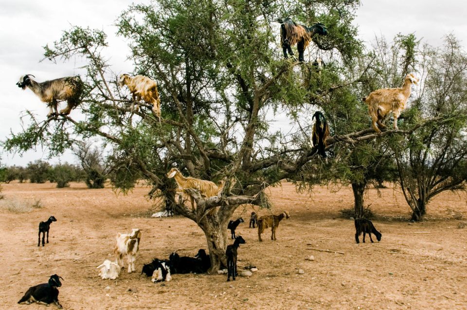 Agadir: Goat on Trees & Crocopark Including Hotel Pickup - Additional Information