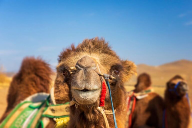 Agadir or Taghazout: Camel Riding and Flamingo River Tour