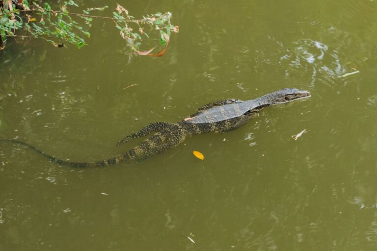 Agadir or Taghazout: Crocodile Park Adventure & Entry Ticket