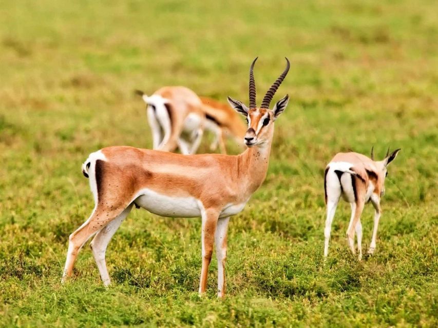 1 agadir safari desert national park visit Agadir Safari Desert & National Park Visit