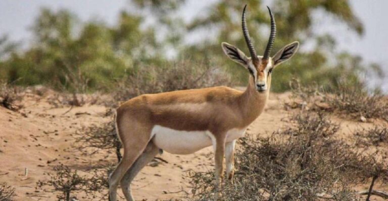 Agadir: Souss National Park Wildlife Half-Day Tour