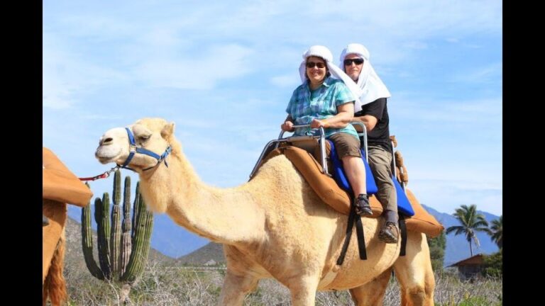 Agadir: Sunset Camel Ride, Flamingo River Tour & Drink