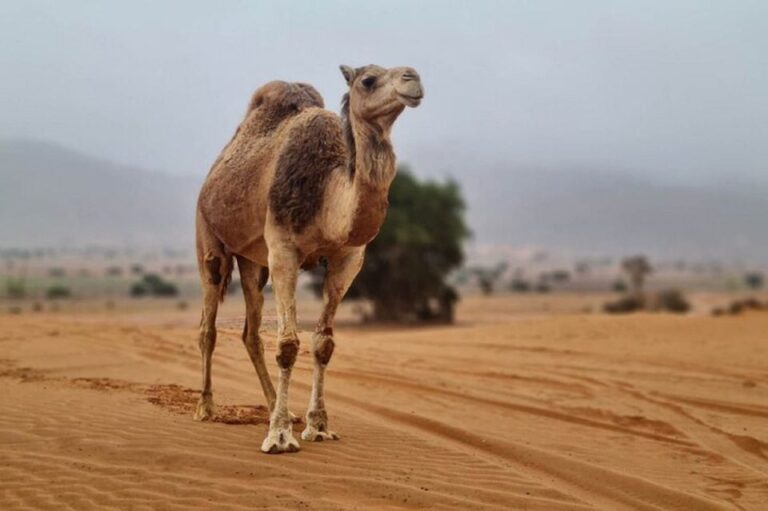 Agadir: Visit National Park & Sahara Desert Including Lunch