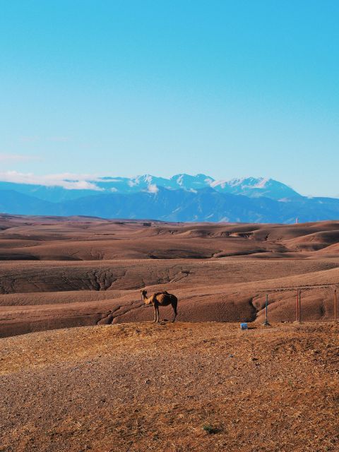 Agafay Desert Camp Pool, Camel Ride, & Lunch