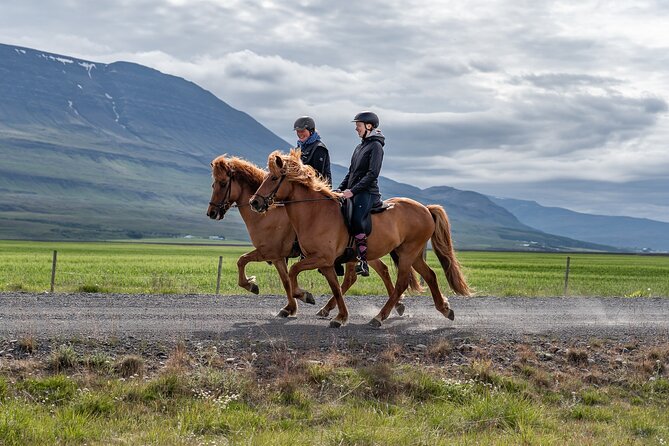 Akureyri 90-Minute Private Icelandic Horse-Riding Lesson