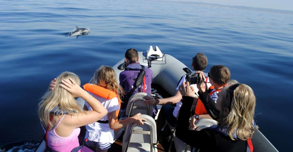 1 algarve dolphin watching marine life eco tour Algarve Dolphin Watching & Marine Life Eco Tour