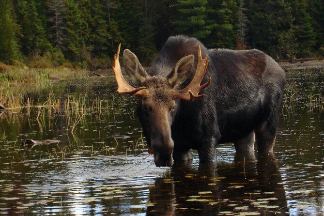 Algonquin Park 4-Day Luxury Moose/Beaver/Turtle Camping & Canoeing Adventure