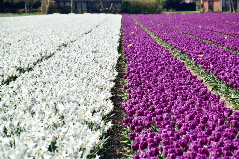 1 alkmaar tulip and spring flower fields bike tour Alkmaar: Tulip and Spring Flower Fields Bike Tour
