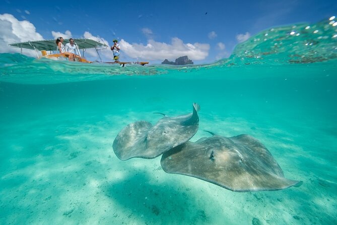 All-Day Small-Group Snorkeling Excursion in Bora Bora