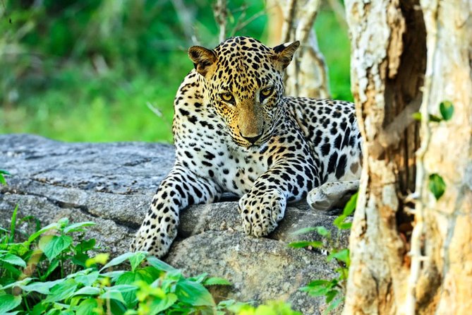 All Inclusive Leopard Nest Luxury Glamping Experience in Yala