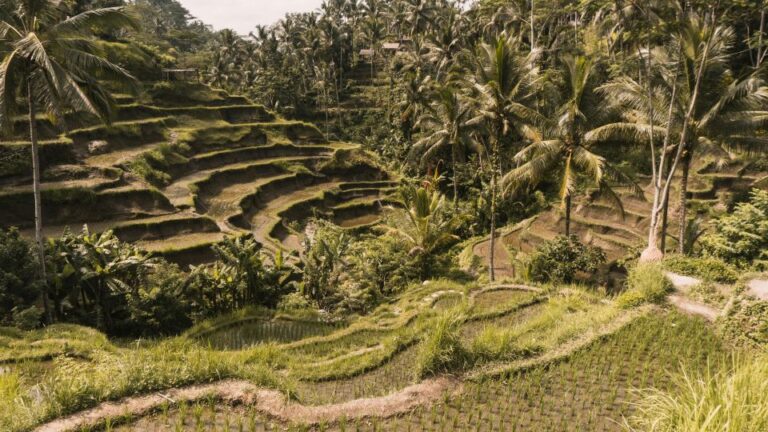 All Inclusive Ubud & Waterfall Tours