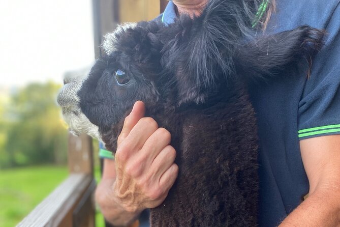 Alpaca Farm Private Tour in Tunstead Milton  – England