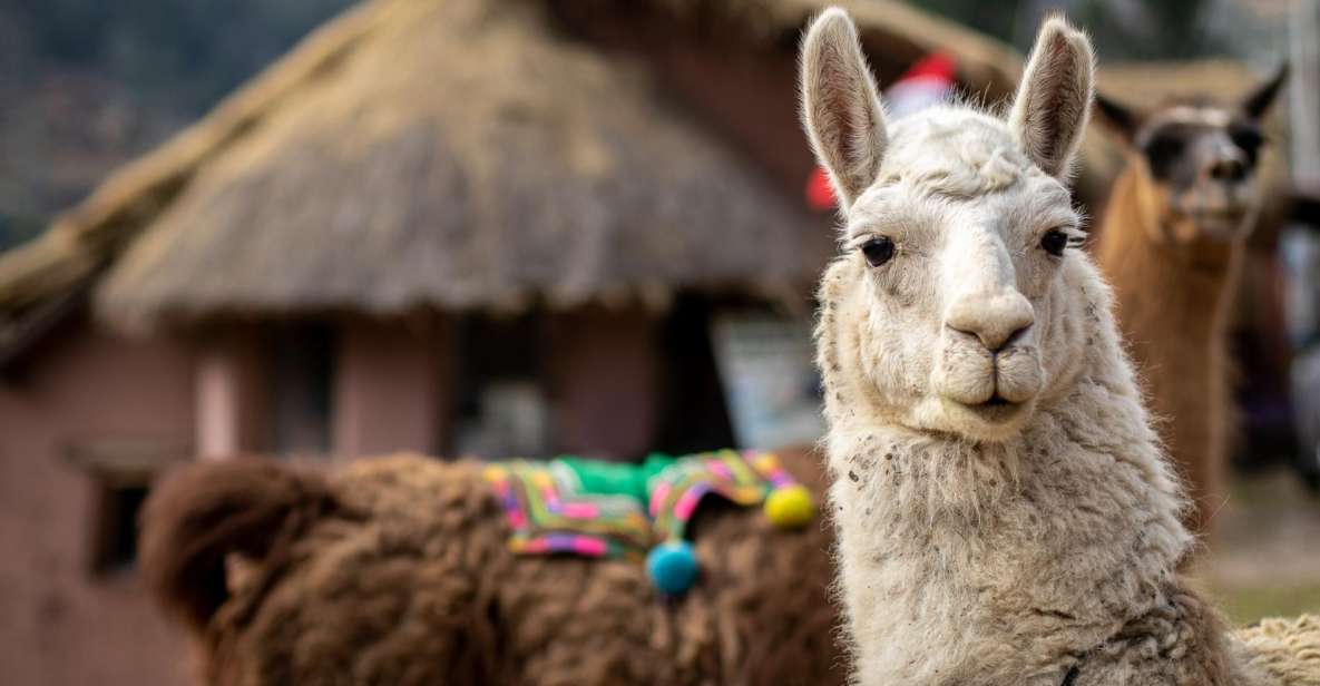 Alpaca Therapy And Artisanal Creativity