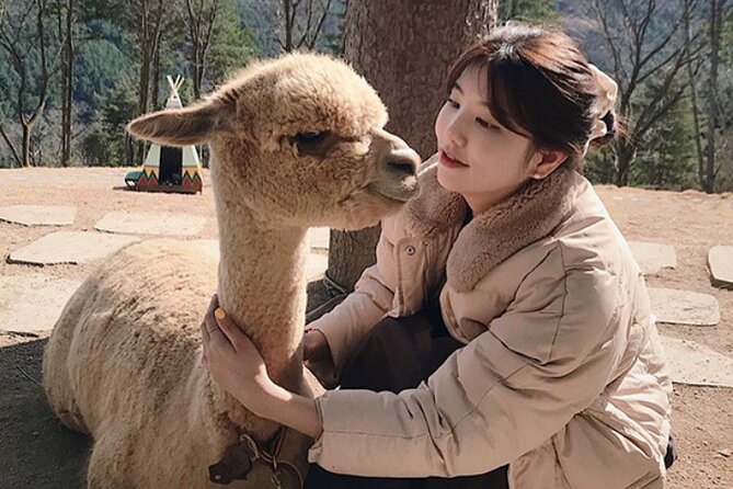 Alpaca World and Hongcheon Gingko Forest Golden Trails Day Tour