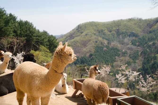 Alpaca World Tour With Nami Island & Optional Railbike or Garden