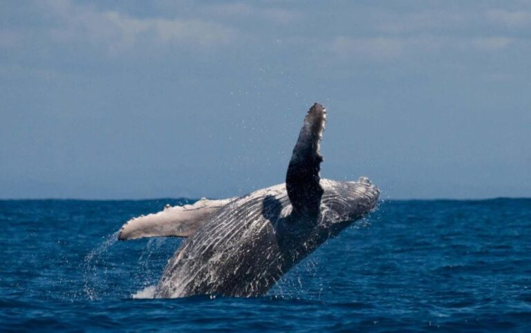 Alta: Alta Fjord Whale Watching Tour